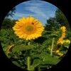 sunflowerfield5